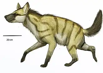 Реконструкция Hyaenictitherium hyaenoides