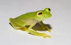 Полосатая стеклянная лягушка