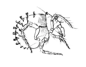 Hybalicus flabelliger