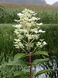 Гортензия метельчатая (Hydrangea paniculata)