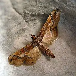 Hydriris ornatalis