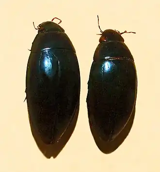Hydrophilus picicornis