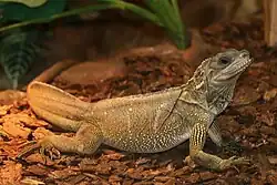 Молуккская парусная ящерица