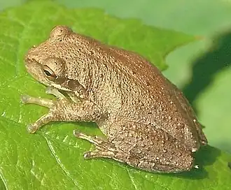 Кубинская квакша