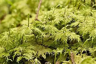 Hylocomium splendens, один из наиболее распространенных видов семейства