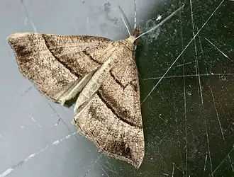 Hypena proboscidalis