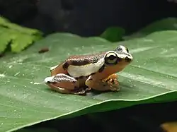 Hyperolius mitchelli