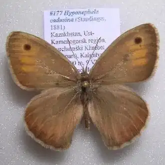 Бархатница джунгарская