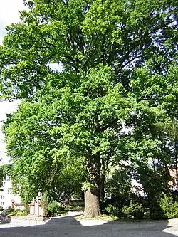 Столетний дуб у костёла