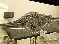 Ихтиозавры