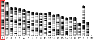 1-я хромосома мыши