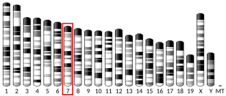 7-я хромосома мыши