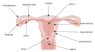 Матка женщины. Эндометрий выстилает внутреннюю полость матки