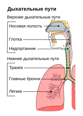 Схема дыхательной системы человека
