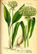 Лук медвежий (Allium ursinum L.)