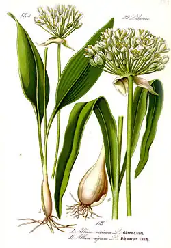 Черемша (Allium ursinum L.)