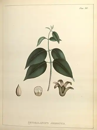 Dryobalanops aromatica, ботаническая иллюстрация из книги «Illustrations of medical botany», 1848