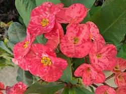 Infected euphorbia inflorescences (cyathia)