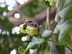Раскрывающиеся бутоны муррайи метельчатой
