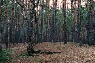 Лес возле Центра радиационной защиты чернобыльцев