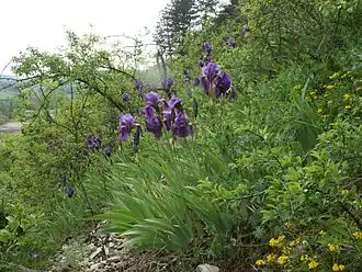 Общий вид цветущего растения