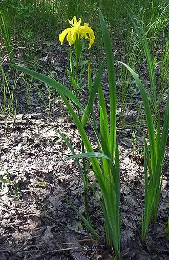Общий вид цветущего растения