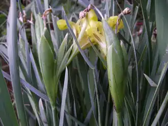 Цветущие растения на озере Хубсугул