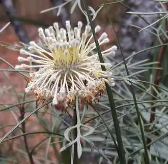 Isopogon dawsonii (Гленбрук, Австралия)