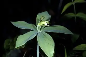 Изотрия медеоловая