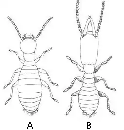 Reticulitermes lucifugus