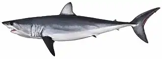 Мако (акула)12 декабря 2014