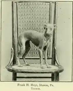 Щенок левретки, фотография 1897 г.