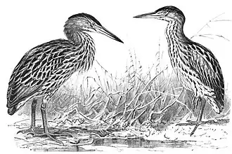 Слева взрослый самец, справа молодой