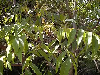 Листья и цветки J. pseudorhus