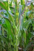 Влагалищные листья Zea mays 'Japonica Striped'