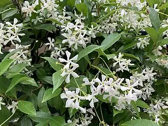 Трахелоспермум жасминовидный (Trachelospermum jasminoides)