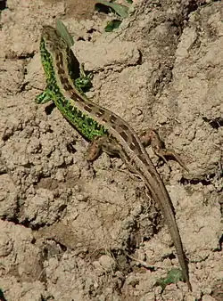 Прыткая ящерица