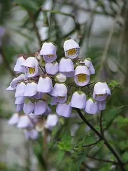 Jovellana violacea