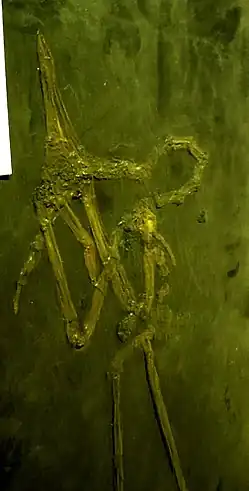 Juncitarsus13 ноября 2021