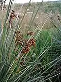 Juncus acutus