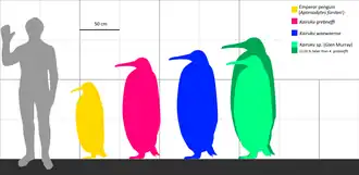 Сравнение силуэтов человека, императорского пингвина (жёлтый) и ряда вымерших видов. Kairuku grebneffi розовый