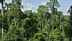 Густой тропический лес