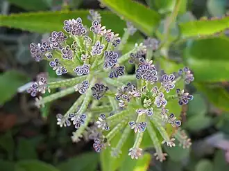 Kalanchoe delagoensis