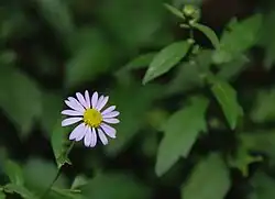 Листья, стебли и соцветия Kalimeris indica