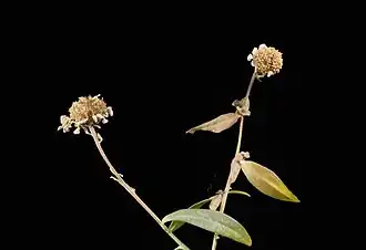 Высушенное соцветие Kalimeris indica в зимнее время