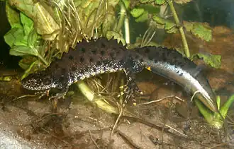 Гребенчатый тритон (Triturus cristatus)