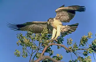 Боевой орёл