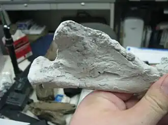 Камчатоаркт