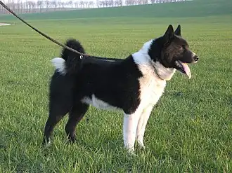 Карельская медвежья собака