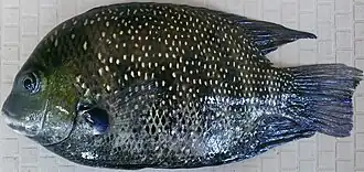 Цейлонский этроплюс (Etroplus suratensis)